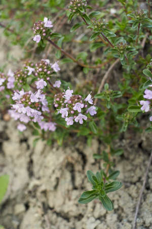 lilac inflorescence of Thymus serpyllum plant