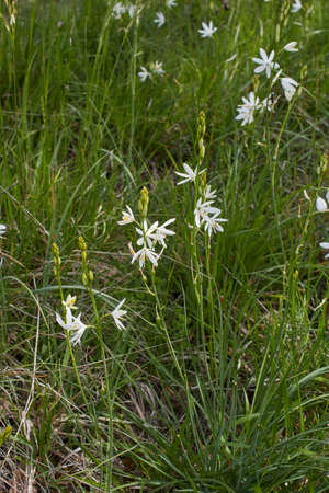 Anthericum liliago white inflorescenceの写真素材