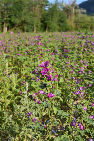 organic cultivation of Malva sylvestris plantの写真素材