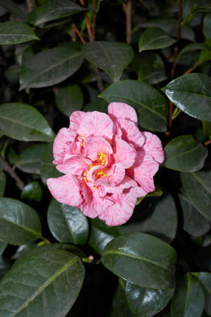 Camellia japonica flower close upの写真素材