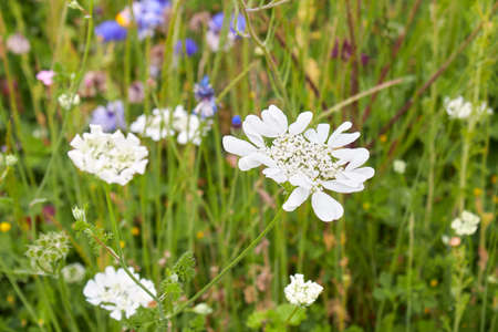 Orlaya grandiflora white flowerの写真素材