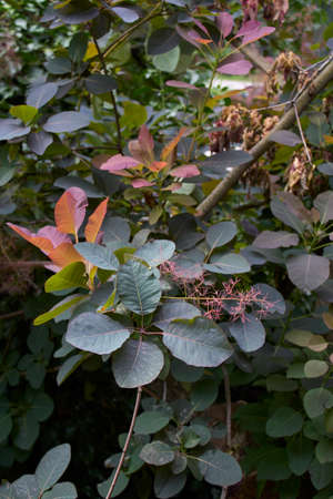 Cotinus coggygria fresh foliage and yellow inflorescence