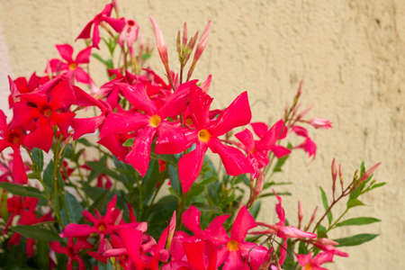 Mandevilla red flowers in bloom