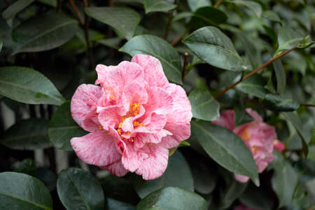 Camellia japonica flower close upの写真素材