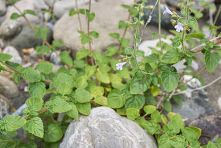 Clinopodium nepeta in bloomの写真素材