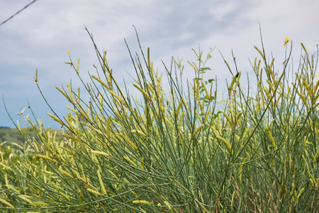 Spartium junceum yellow blossom and fresh fruitの写真素材