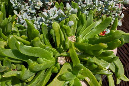 Glottiphyllum linguiforme close upの写真素材