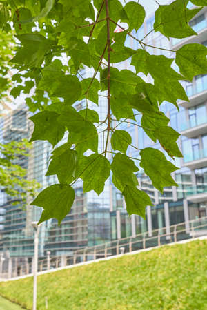 Acer buergerianum branch and trunk close upの写真素材