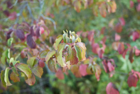 Cornus sanguinea branch close upの写真素材