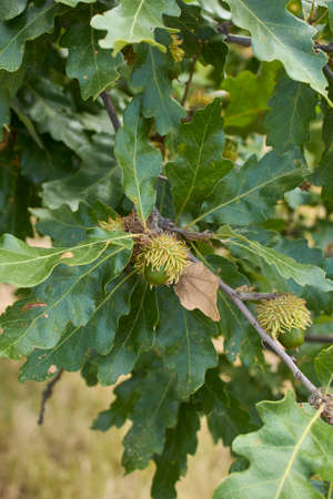 Quercus cerris branch and trunk close up