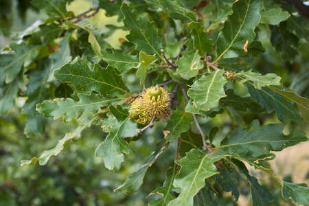 Quercus cerris branch and trunk close up