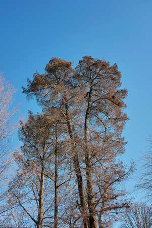 Taxodium distichum tree in winter