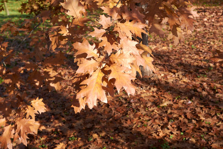 Quercus rubra colorful foliage in autumn