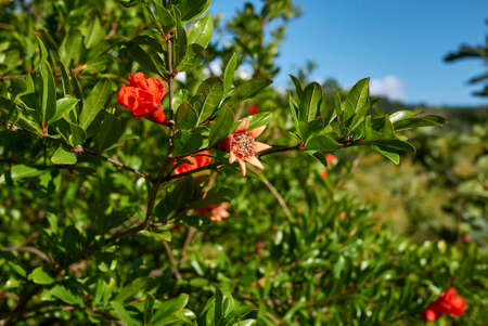 Punica granatum orange flowersの写真素材