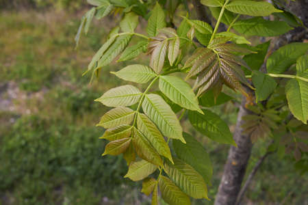 Fraxinus excelsior branch close up
