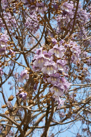 lilac blossom of Paulownia tomentosa treeの写真素材