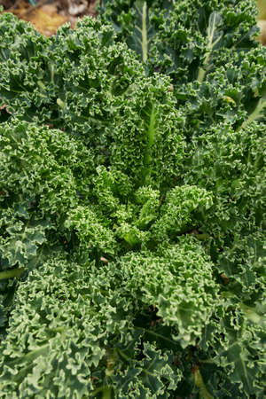 fresh curly kale in a vegetable garden