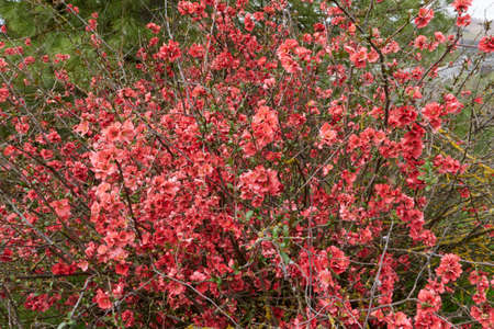 Chaenomeles shrub in bloom