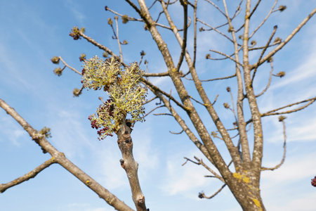 Fraxinus excelsior tree in bloomの写真素材