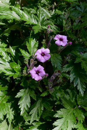 Geranium maderense in bloomの写真素材