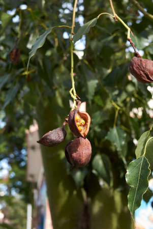 Brachychiton populneus branch with fruit