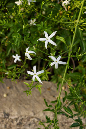 Jasminum azoricum in bloom