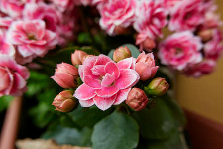 Kalanchoe blossfeldiana colorful flowersの写真素材