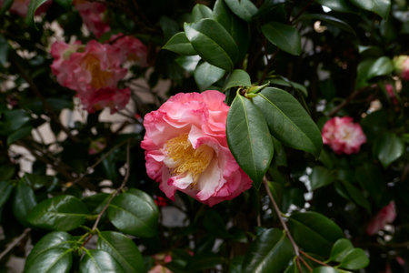 Camellia japonica flower close upの写真素材