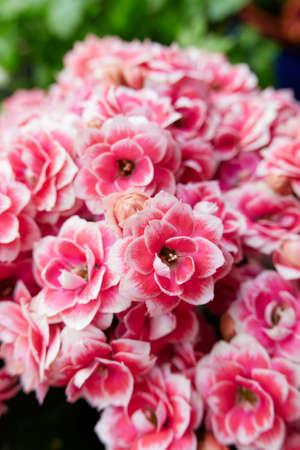 Kalanchoe blossfeldiana colorful flowersの写真素材