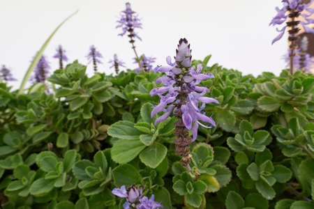 Plectranthus caninus in bloom