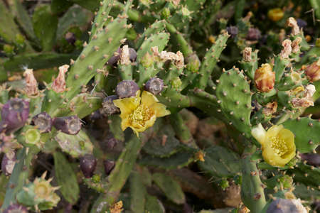 Opuntia stricta plants in bloom