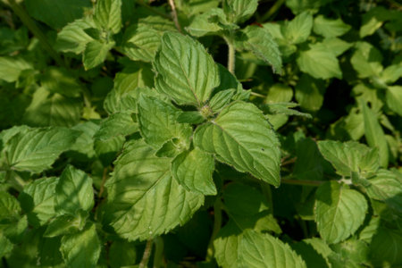 Mentha aquatica fresh leaves close up
