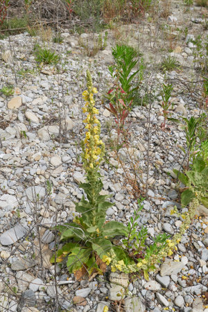 Verbascum thapsus yellow inflorescence