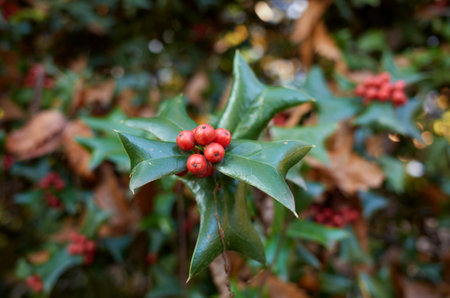Ilex aquifolium branch close upの写真素材