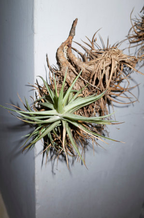 Tillandsia recurvata plants on a wallの写真素材