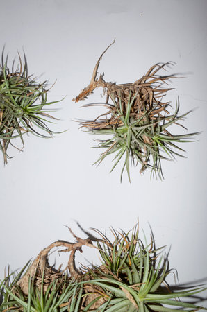 Tillandsia recurvata plants on a wallの写真素材
