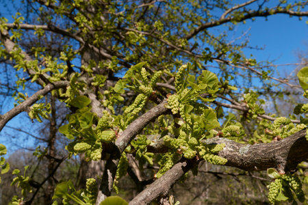 Ginkgo biloba green inflorescence