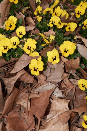 Viola wittrockiana colorful flowerbedの写真素材