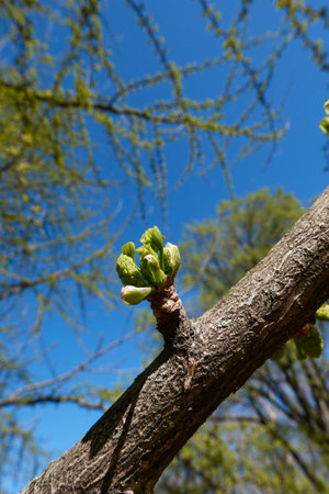 Ginkgo biloba green inflorescenceの写真素材