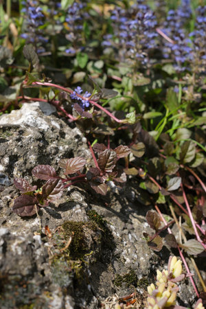 Ajuga reptans in bloomの写真素材