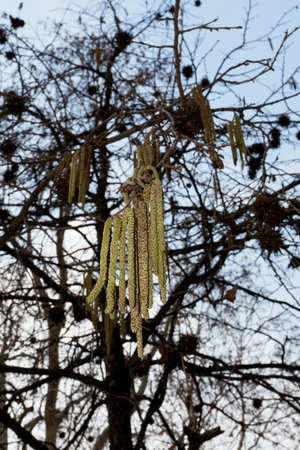 Corylus colurna tree in bloom