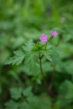 Geranium purple close upの写真素材