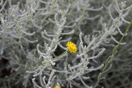 Santolina chamaecyparissus in bloom