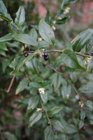 Sarcococca confusa close upの写真素材