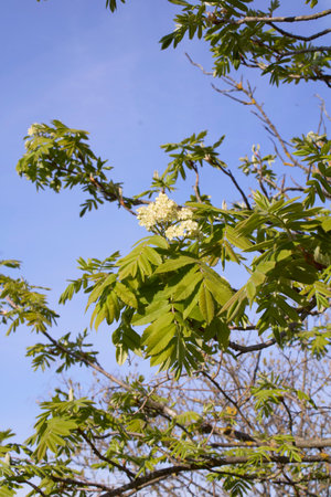 Sorbus domestica tree in bloomの写真素材