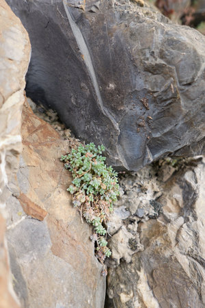 Sedum dasyphyllum plants on the rocksの写真素材