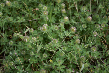 Trifolium lappaceum in bloomの写真素材