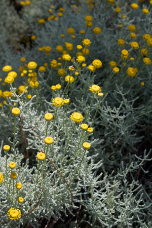Santolina chamaecyparissus in bloomの写真素材