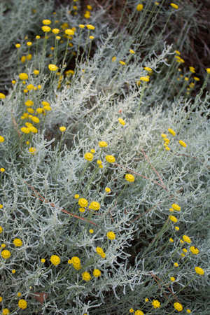 Santolina chamaecyparissus in bloomの写真素材