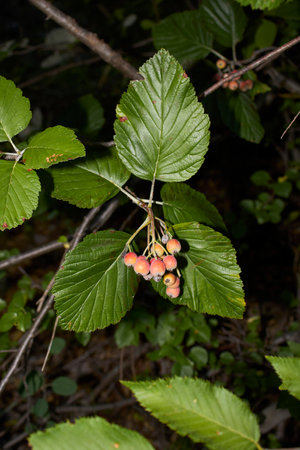Sorbus aria branch close upの写真素材